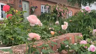 Rose Garden Tour | English Rose Garden | David Austin Roses | Kordes Roses