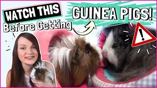 15 Things You Need to Know Before Getting GUINEA PIGS!