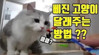 삐진고양이 달래주는 방법!!!ㅋㅋㅋ