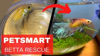 Rescuing a betta fish from petsmart