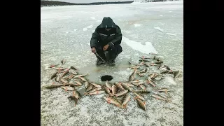 Evening biting of perch, Yakutia fishing, Russia, eng subs