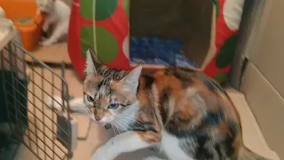 Confused Mother Cat Attacking On Her Own Kitten And Hissing At Human