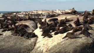 Boat Trip to Seal Island (Hout Bay - South Africa)