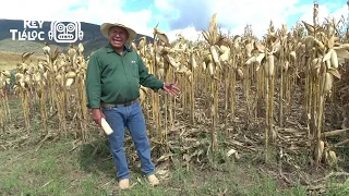 Experiencia en maíz de temporal!