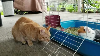 Guinea pig meets Ginger the cat