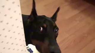 Doberman plays hide and seek :)