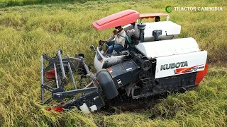 Best Kubota Rice Harvester Machinery Working Skills | Cool and powerful agricultural machines