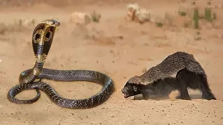 Snake Vs Honey Badger Fight To Death - Honey Badger Take Down Snake - Big Battle In The Desert