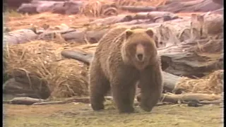 Archie Nesbitt - Brown Bear (World Record) Hunt