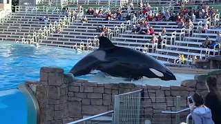 Orca Encounter Show at Sea World December 2019