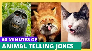 Funny Animal Video - 60 Minutes of Funny Animals telling Funny Jokes - Funny Animal Jokes