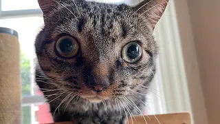 Tiny blind cat melts for dad