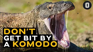 How The Komodo Dragon Kills Its Prey. (Not What You Think)