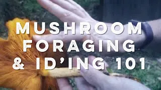 MUSHROOM FORAGING & IDENTIFICATION 101