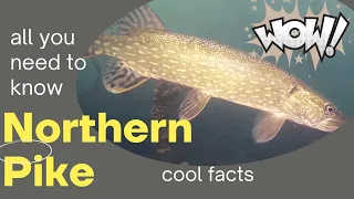 Northern Pike facts