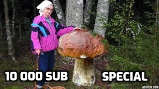 Giant boletus mushrooms. Extreme mushroom picking.Top mushroom ever. Must see. Mushroom madness.