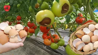 I never throw eggshells in the garbage - this is how you use them in the garden