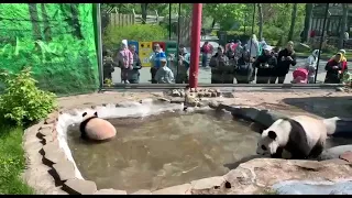 •🌊🐼Катюша оценила уличный бассейн/Московский зоопарк