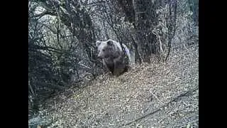 Медведи в Чаткальском заповеднике