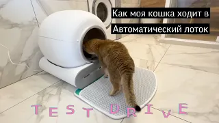 Пример использования кошкой автоматического умного лотка туалета