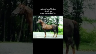 دورة مبسطة عن دماء الخيل العربية ومنظمة الواهو waho تصنيفها وتفريعها ومعلومات عن خطوط الجمال والسرعة