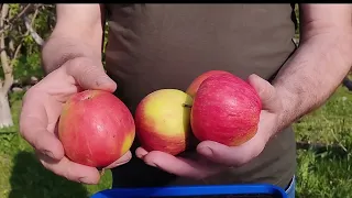 Яблоки способные хранится до середины мая.
