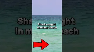 SHARK IN MIAMI BEACH CAUGHT ON CAMERA! #miamibeach