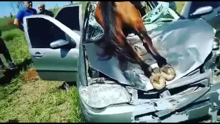 Лошадь врезалась в машину