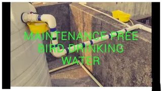 Maintenance👨‍🔧 Free 🤝Bird 🐦 Drinking Water Arrangement.