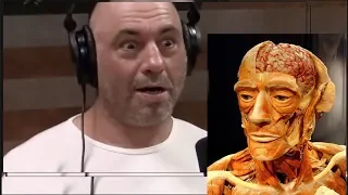 Joe Rogan on Human Plastination with Lindsey Fitzharris