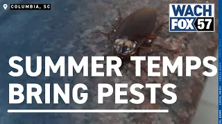 Ticks and termites and ants, oh my! Warming temperatures bring pests, posing risks and damages