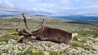Caribou hunt |  DIY Norway 2023
