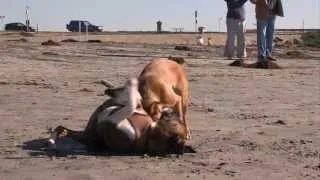 Surfing Dogs Help Heal San Diegans