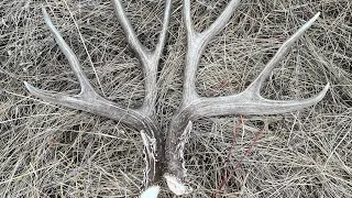 Shed Hunting 2024! “Browns & Paddles!”