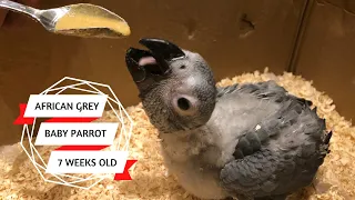 UPDATE: Hand feeding African Grey baby parrot - 7 weeks old