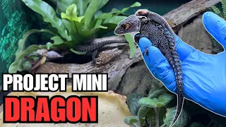 33 CROCODILE SKINKS! Eggs, Babies, Adults and More! PROJECT MINI DRAGON TOUR 2024