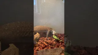 Nile & Savannah Monitor vs Iguana