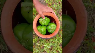 Egg Fry In Green Capsicum | Village Cooking Shorts | Unique Masala Egg Boiled Style.