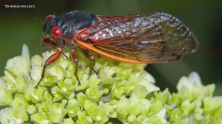Cicada broods to emerge in more than a dozen states