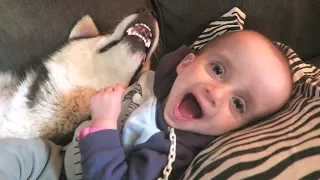 SIBERIAN HUSKY DASH MAKES BABY ISAAC LAUGH | THE CUTEST VIDEO EVER!!