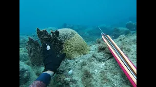 was jus in the mood to get in th water 💧#spearfishing #caribbean #fishing #stlucia #riffespearguns