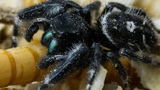 Snake The Spider OM-1 60mm Macro My first ever macro video. My pet Jumping Spider  Cuter than Scary!