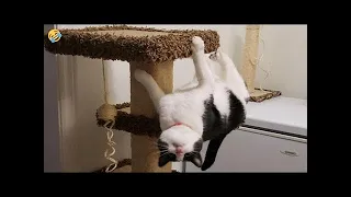 New Funny Animals 😂 Funniest Cats and Dogs Videos 😺🐶 ArethaZn01 part 61
