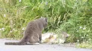 Epic Cat Fight