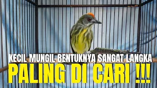 CUMA MAS DANI YANG PUNYA BURUNG KECIL MUNGIL SANGAT LANGKA PALING JADI IDAMAN SEMUA MANUSIA