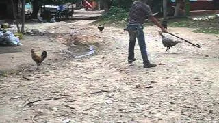 Rooster vs Turkey