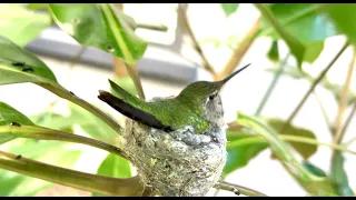 Anna’s Hummingbird Christina Feeding Her 5 Days Old Hatchling, Solo