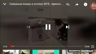 Смешные котики 2019