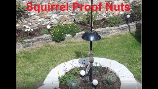 Squirrel Proof Feeder - Stop Squirrels Eating Your Nuts & Bird Seed!