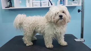 Grooming A Maltese And Shi Tzu Mix- I Got Monetized!